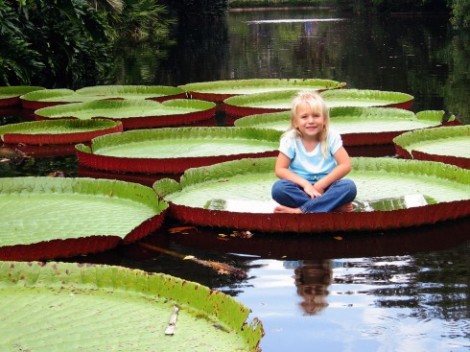 Giant water lillies from the Amazon  easily supporting the weight of a young girl