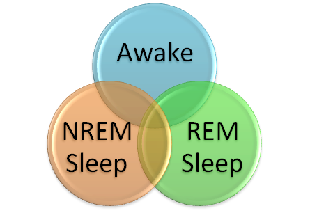 rem and nrem sleep
